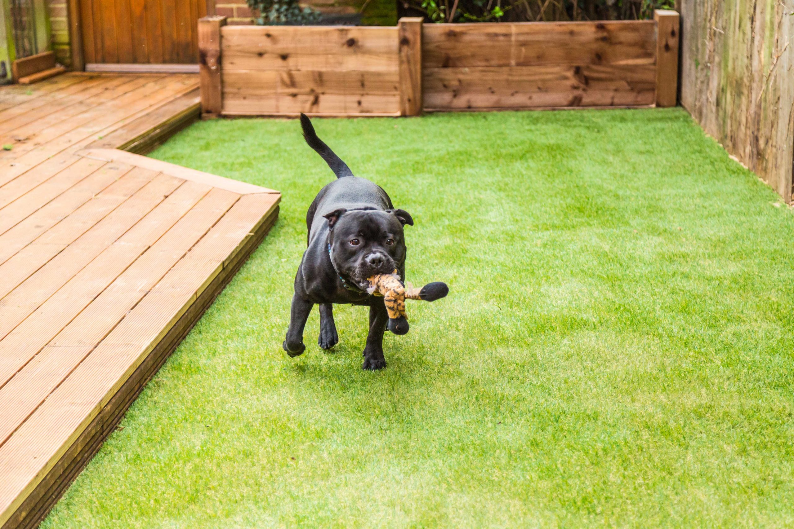 Pet-friendly artificial turf in Richardson, Texas